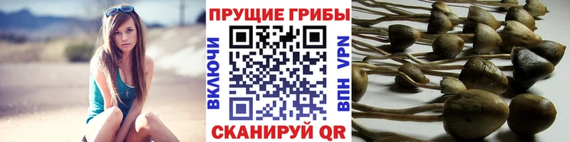 Псилоцибиновые грибы Psilocybe Кашира